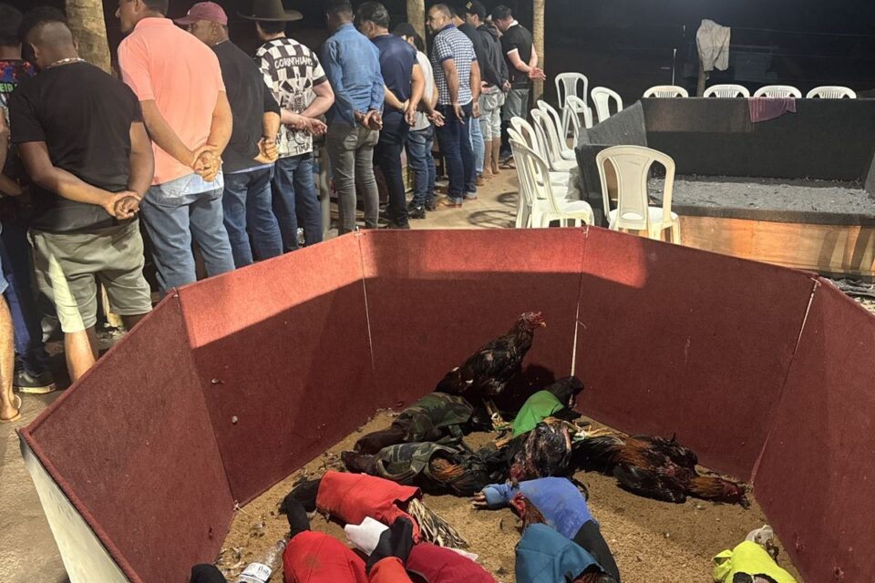 Polícia apreende 21 aves e flagra rinha de galos em Corumbaíba