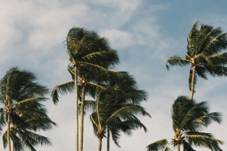 Imagem de árvores balançando ao vento