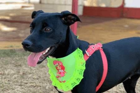 Evento une moda sustentável e adoção responsável em Goiânia neste sábado (9)