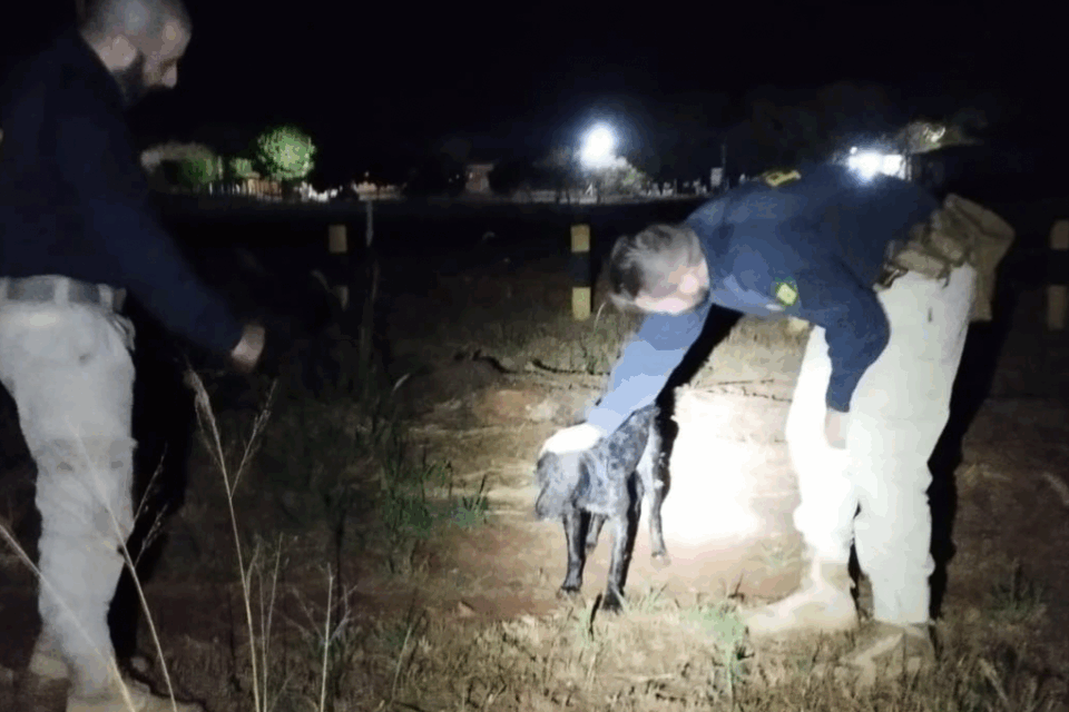 Cachorro que se afogava em represa às margens da BR-153 é resgatado em Jataí