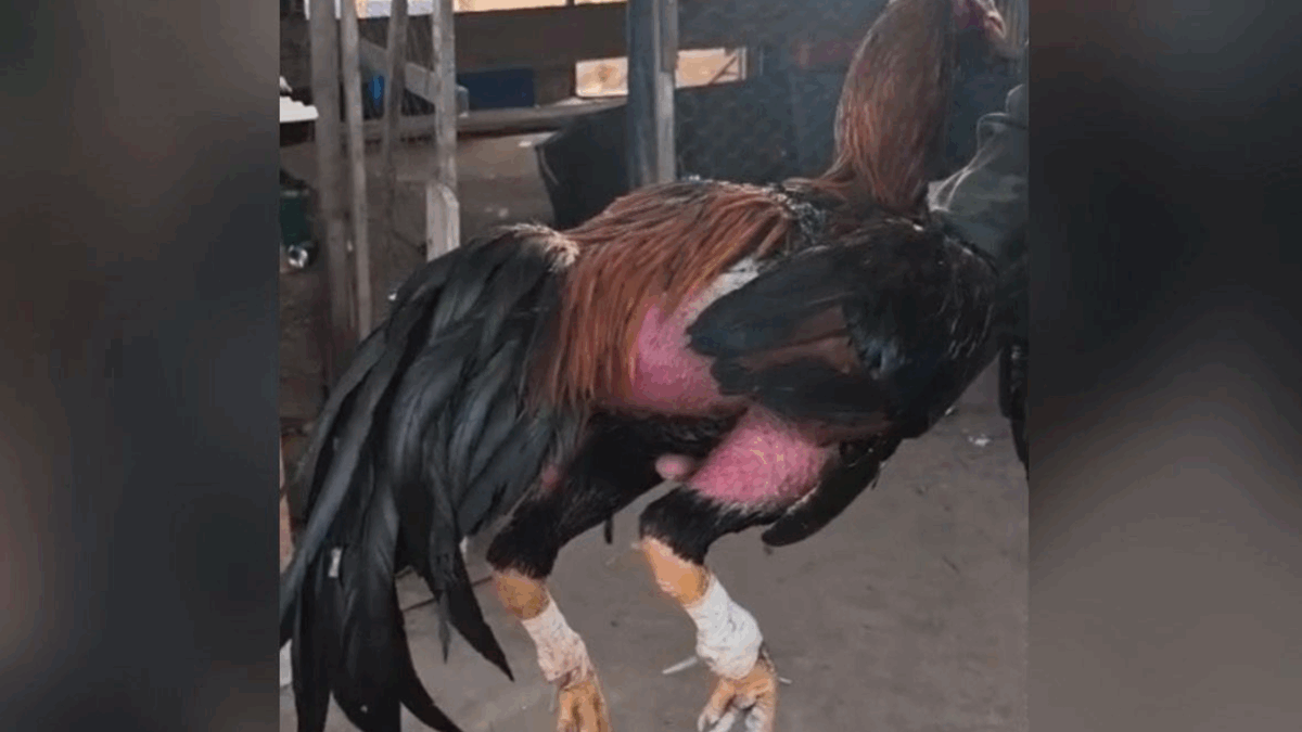 Mais de 100 galos eram mantidos em gaiolas (Foto: Divulgação)