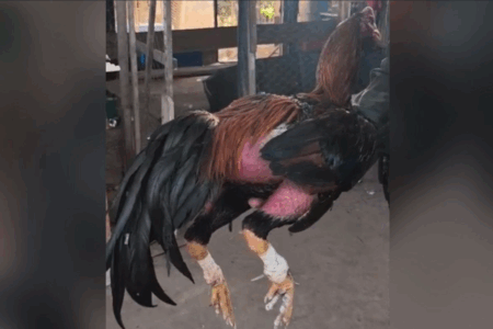 Mais de 100 galos eram mantidos em gaiolas (Foto: Divulgação)