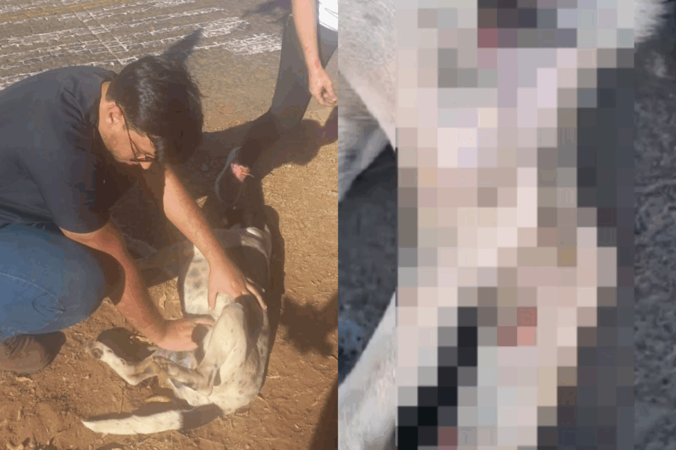 imagem do animal atropelado