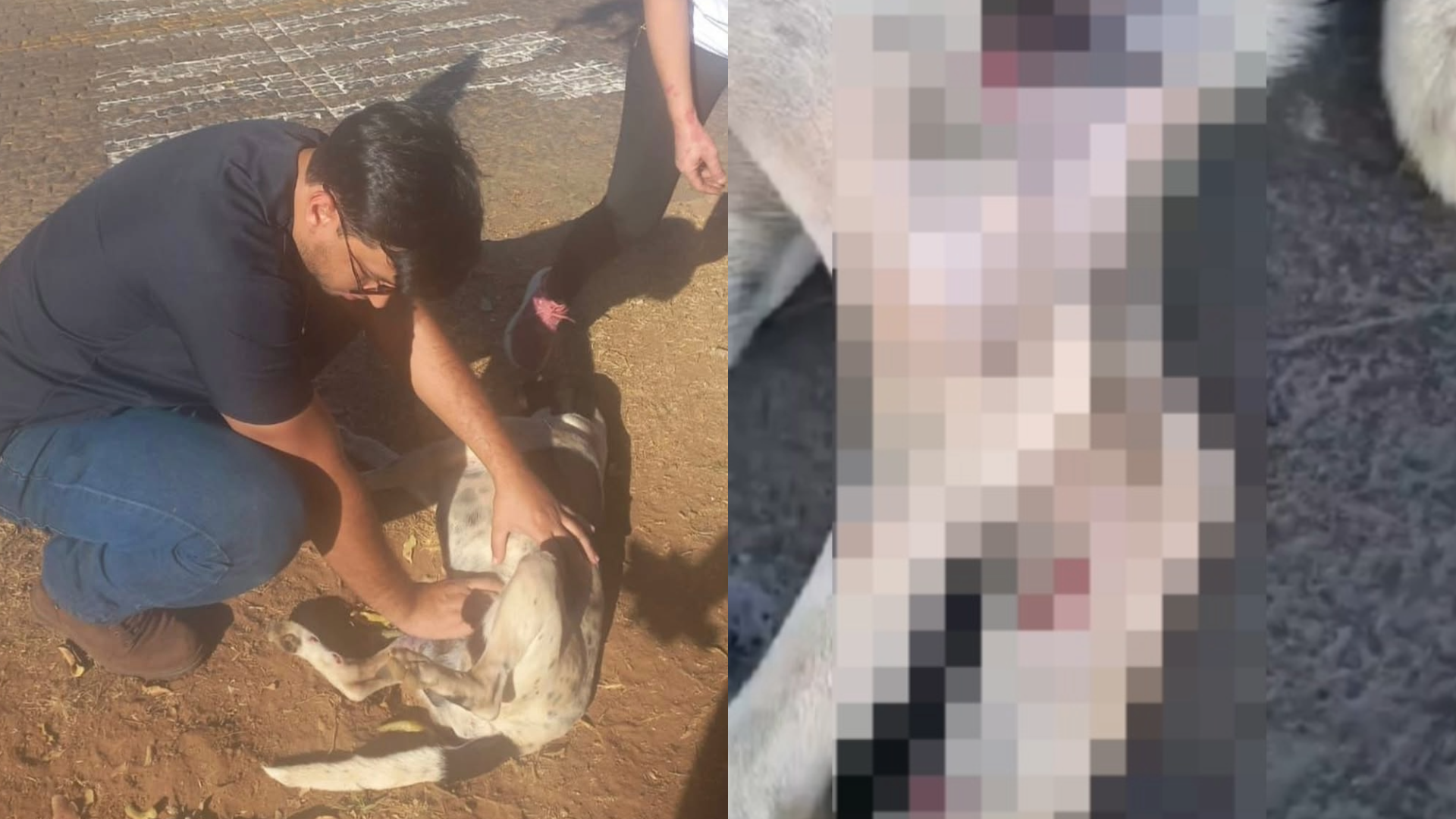 imagem do animal atropelado