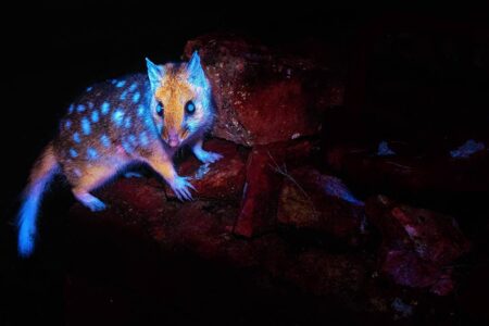 Pela 1ª vez marsupial da Tasmânia é fotografado brilhando (sob uma determinada luz)