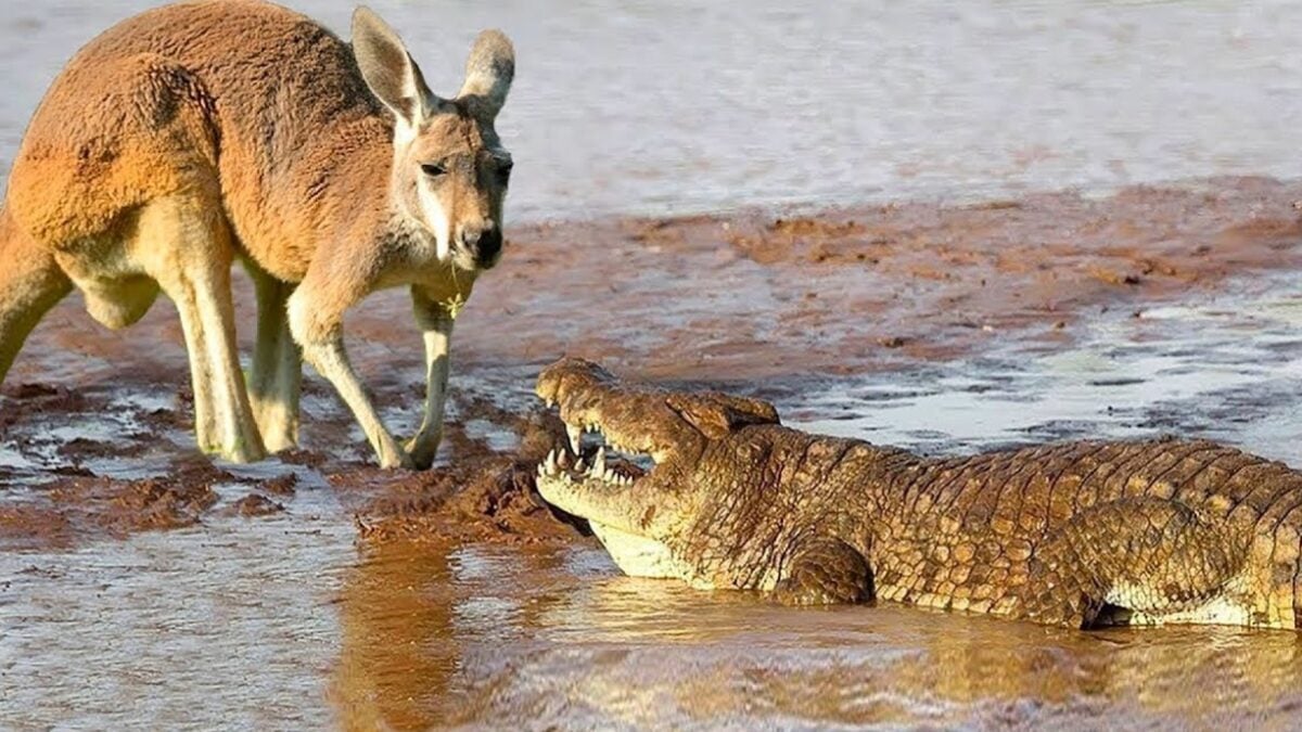 Qual é o animal mais mortal da Austrália? Relatório revela a resposta animal nativo do país no ranking aparece apenas em quarto lugar