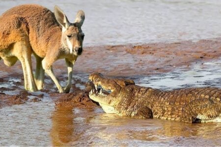 Qual é o animal mais mortal da Austrália? Relatório revela a resposta animal nativo do país no ranking aparece apenas em quarto lugar