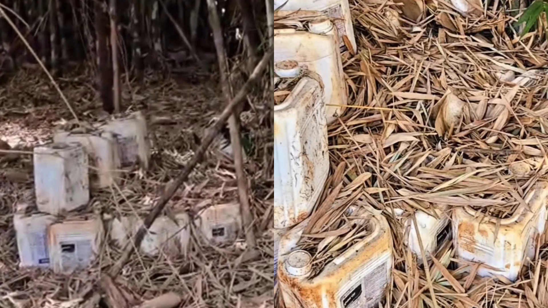 Entre folhas secas no meio da mata