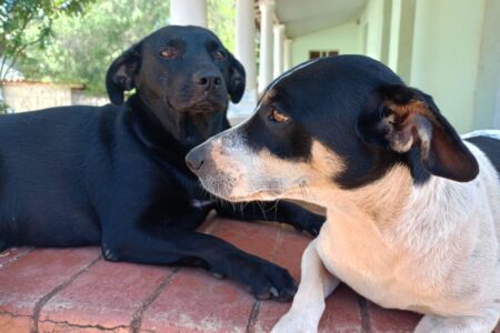 Polícia investiga casos de envenenamento em Itaberaí (Foto: Reprodução)