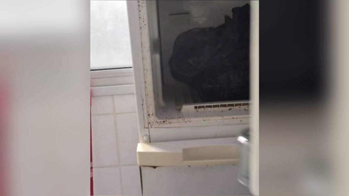 Imagem da geladeira com o corpo do gato