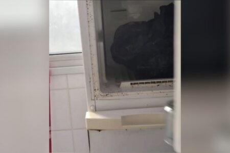 Imagem da geladeira com o corpo do gato