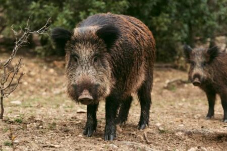 Porcos selvagens aparecem com carne azul neon e preocupam autoridades nos EUA; veja foto o que pode ter ocasionado a coloração incomum