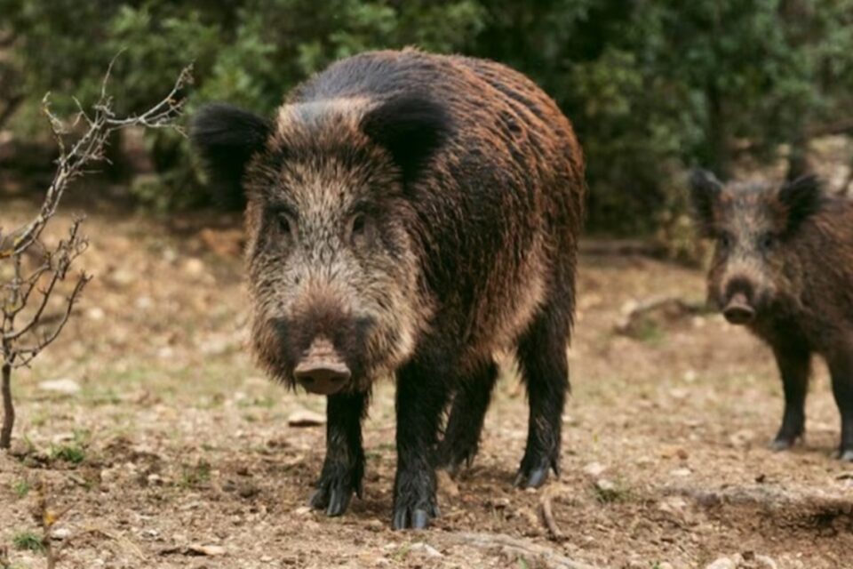 Porcos selvagens aparecem com carne azul neon e preocupam autoridades nos EUA; veja foto o que pode ter ocasionado a coloração incomum