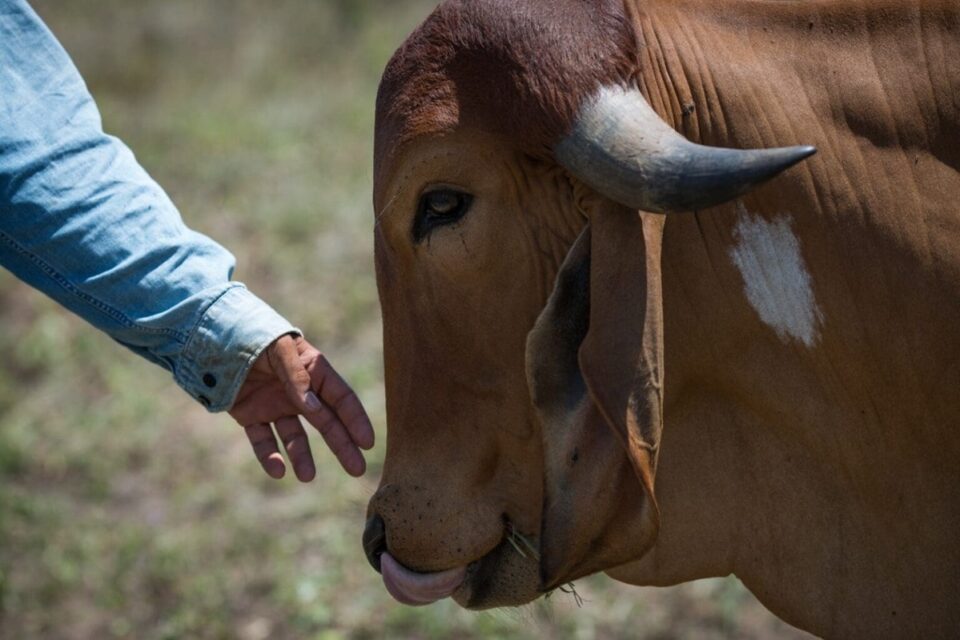 Boi-no-campo_agrodefesa-1536×1023