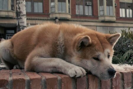 Dia Mundial do Cachorro: os melhores filmes que todo amante de cães precisa ver Saiba por que a data é celebrada em 26 de agosto
