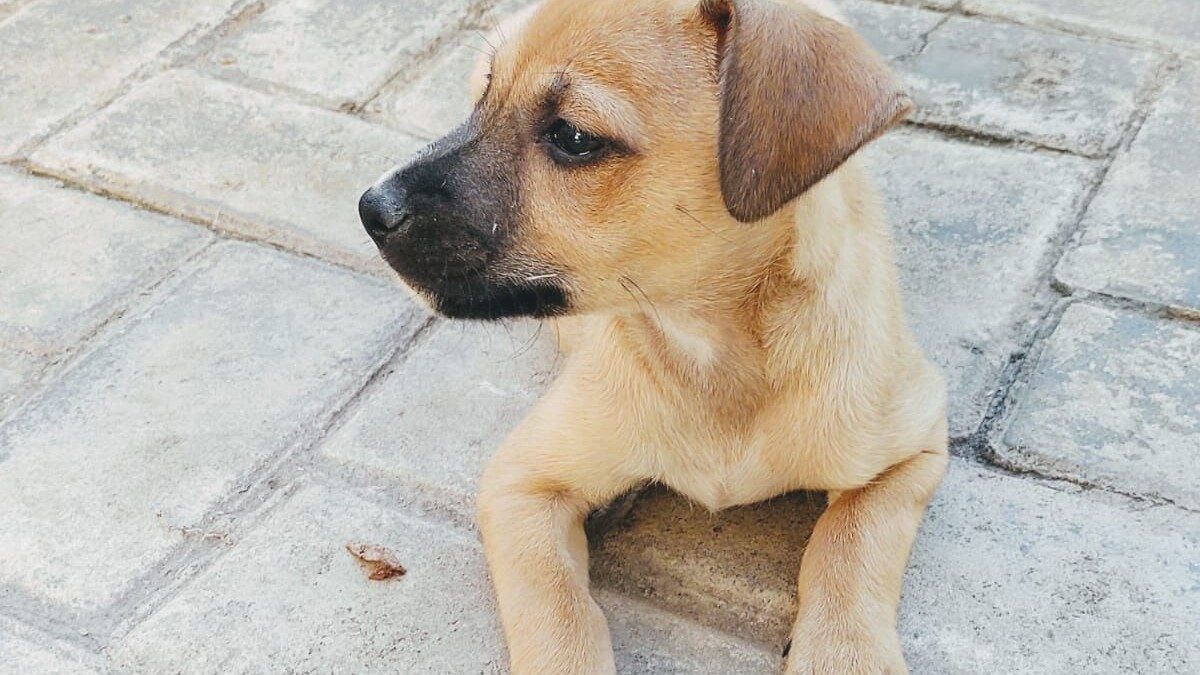 Evento em Goiânia reúne 32 pets para adoção neste sábado (16)