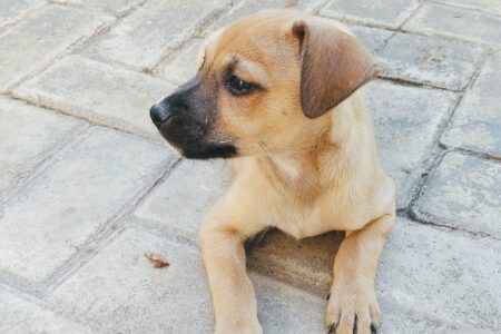 Evento em Goiânia reúne 32 pets para adoção neste sábado (16)