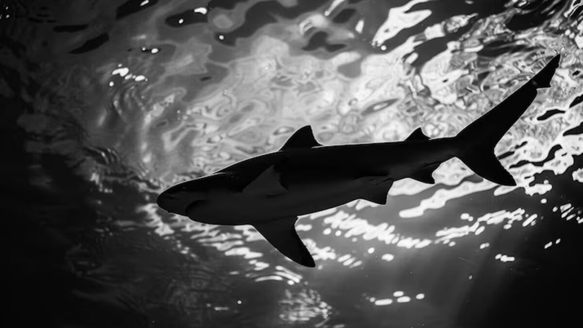 Fotos: tubarão laranja é visto pela primeira vez e surpreende pesquisadores O caso nunca havia sido documentado antes