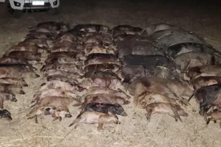 Mais de 60 javalis são abatidos em cidade goiana em única noite Abate é considerado o maior do país em um única noite
