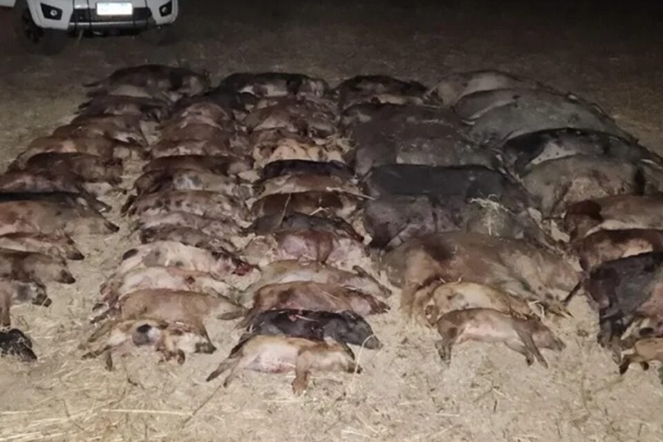 Mais de 60 javalis são abatidos em cidade goiana em única noite Abate é considerado o maior do país em um única noite
