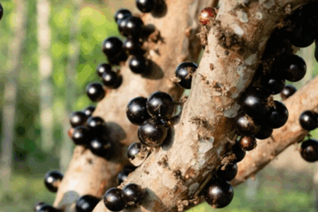 Maior jabuticabal do mundo fica em Goiás; saiba como visitar Veja endereço e dicas para aproveitar melhor a fazenda de jabuticabas em Goiás