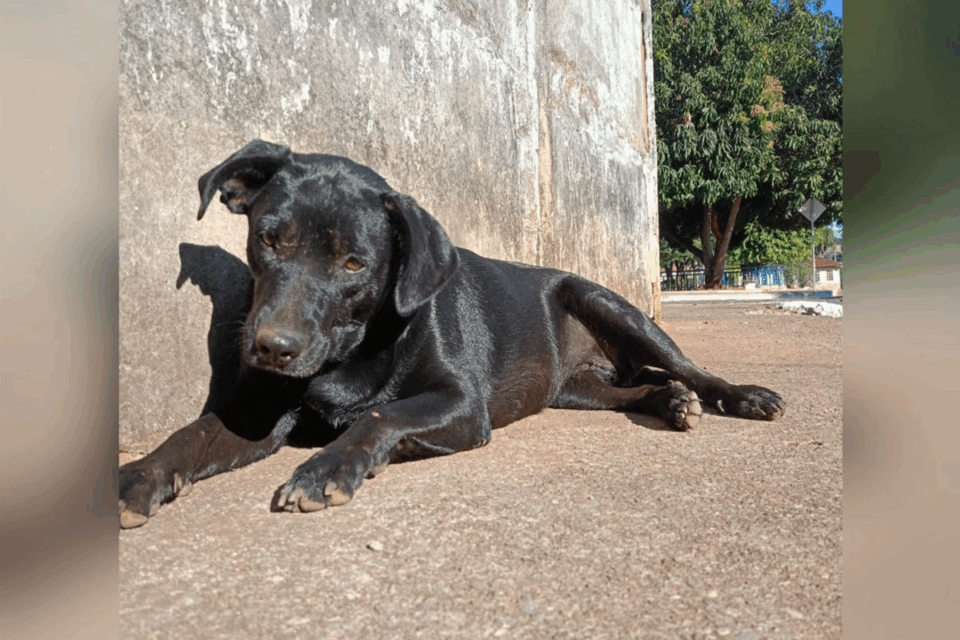 Animais que sobreviveram ao suposto envenenamento (Foto: Reprodução)
