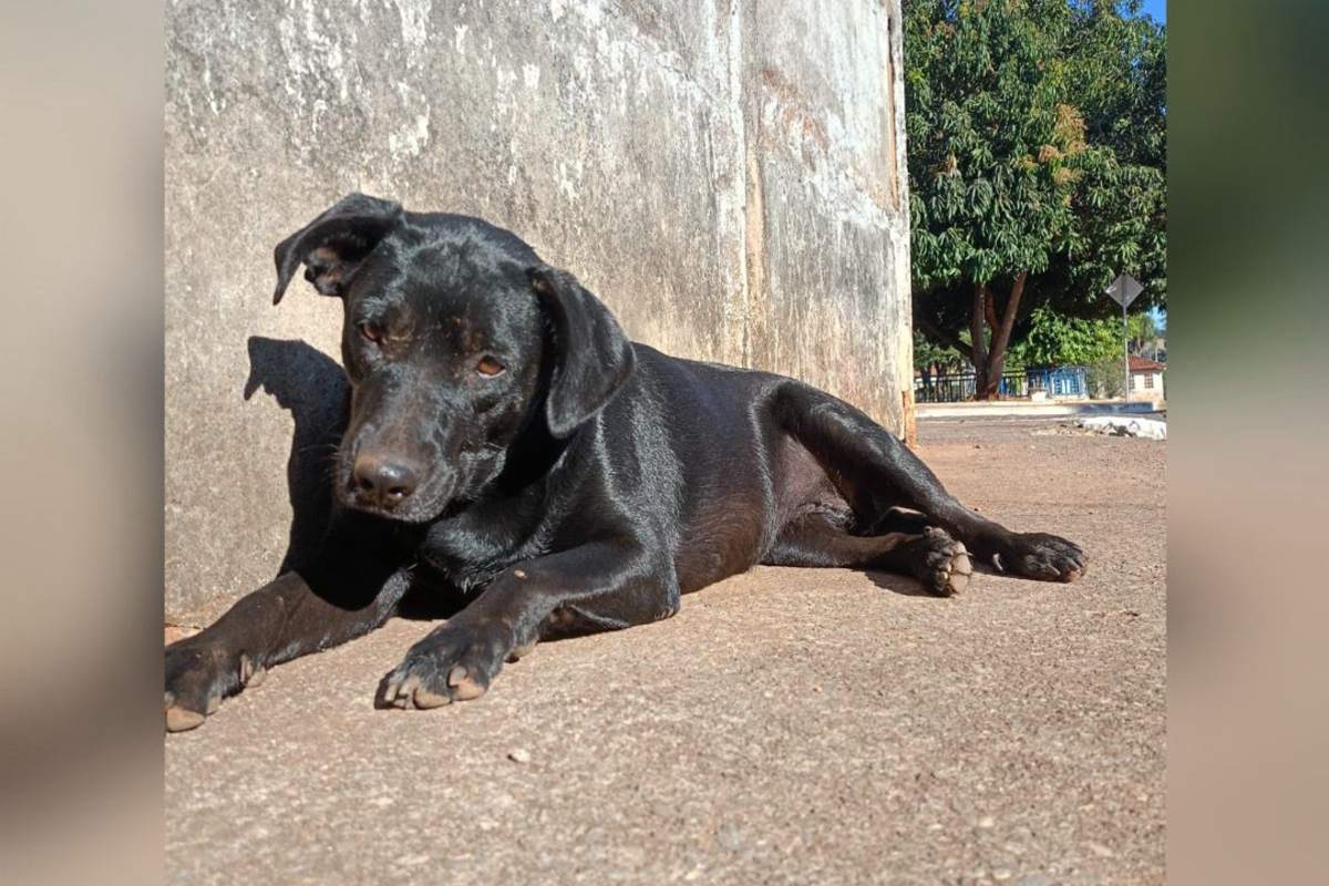 Animais que sobreviveram ao suposto envenenamento (Foto: Reprodução)