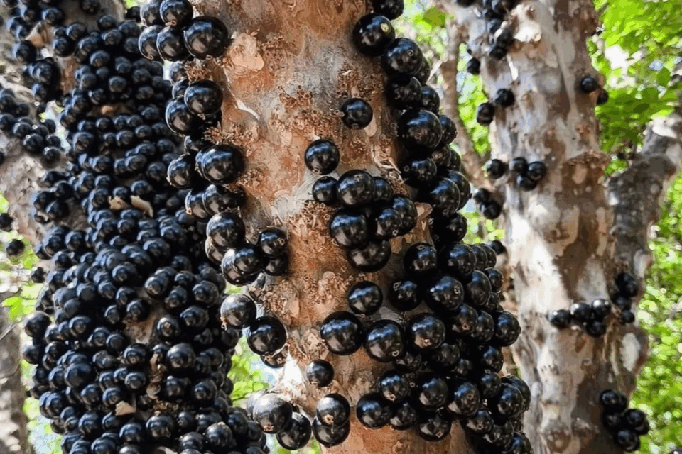 Fazenda com mais de 42 mil pés de jabuticabas abre temporada de visitação a 38 km de Goiânia