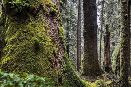 Canadense Andrew Barber foi encontrado por policiais Homem desaparecido por 9 dias em mata é salvo após usar tática de filmes