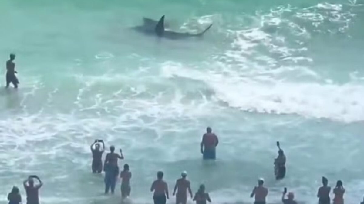 Vídeo: duelo entre tubarão e arraia encanta banhistas na Flórida Confronto aconteceu em praia de Panama City