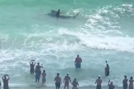 Vídeo: duelo entre tubarão e arraia encanta banhistas na Flórida Confronto aconteceu em praia de Panama City