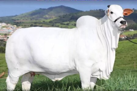 Antes de nascer, neta da 2ª vaca mais cara do mundo será vendida em leilão no DF (Foto: Divulgação)