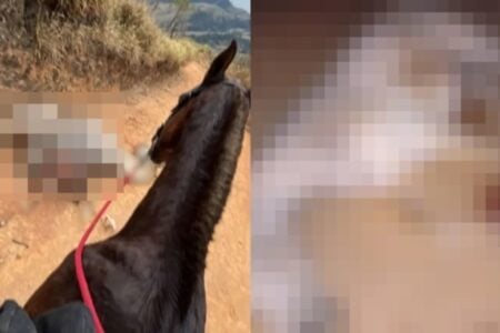 Cavalo morre após ser mutilado por homem em SP; suspeito é ouvido e liberado Ana Castela tornou pública a denúncia, que gerou revolta