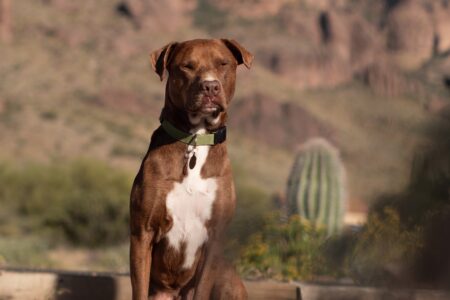 PM salva homem que foi atacado pelo próprio pitbull em Aparecida