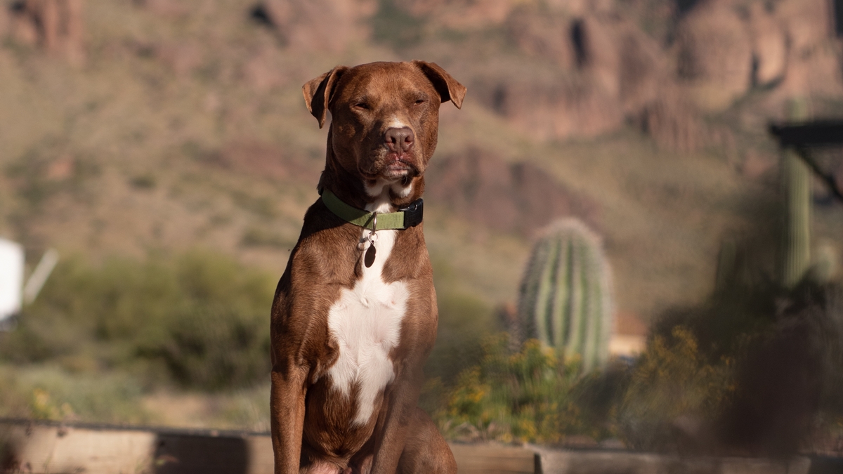 PM salva homem que foi atacado pelo próprio pitbull em Aparecida