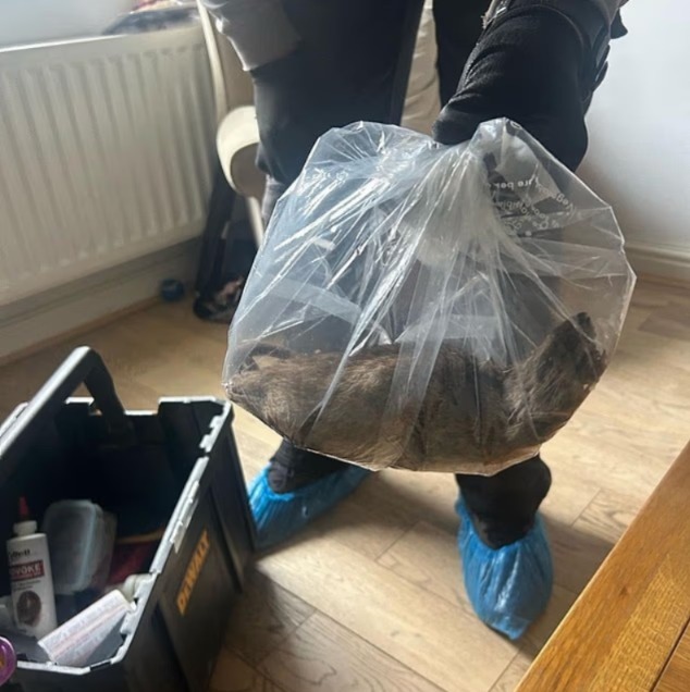 Rato gigante de 56 centímetros é abatido no Reino Unido; veja foto Moradores temem que outros roedores do mesmo porte circulem pela região