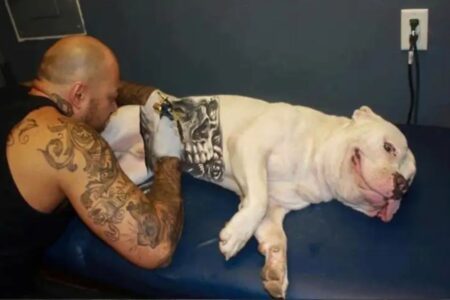 Câmara de Anápolis derruba veto à lei que proíbe piercings e tatuagens em animais (Foto: Agência Brasil)