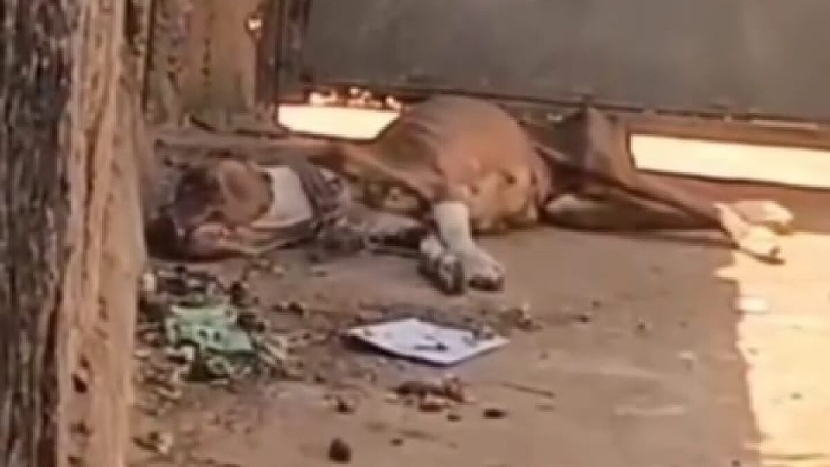 Jovem é preso por abandonar pitbull sem água e comida em Aparecida de Goiânia