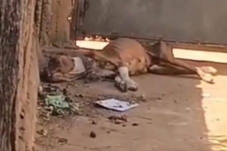 Jovem é preso por abandonar pitbull sem água e comida em Aparecida de Goiânia