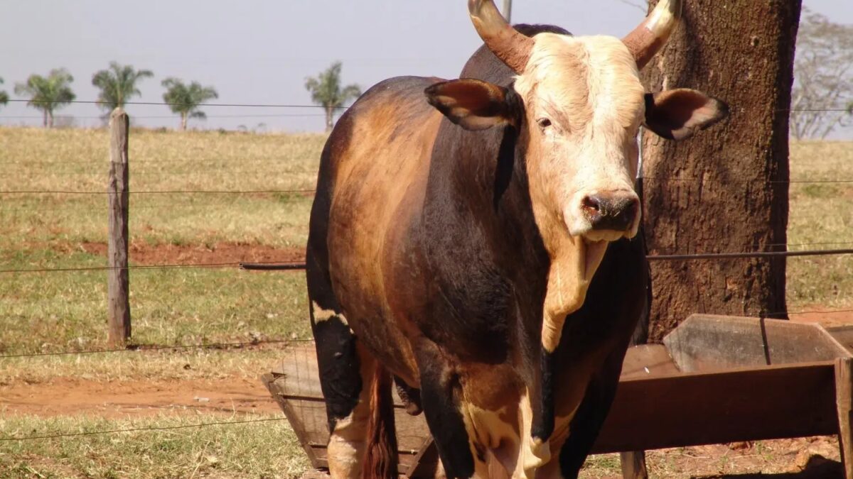 Animal túmulo visitado da Festa do Peão de Barretos Boi Bandido: a história do ícone dos rodeios que foi 'protagonista' de novela das 21h