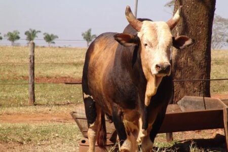Animal túmulo visitado da Festa do Peão de Barretos Boi Bandido: a história do ícone dos rodeios que foi 'protagonista' de novela das 21h