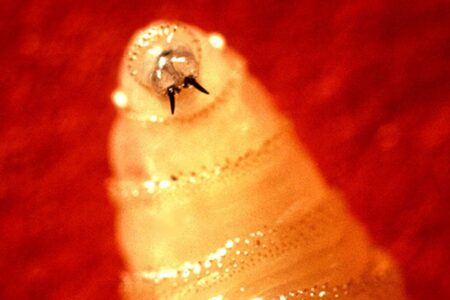 Verme parasita comedor de carne é detectado pela 1ª vez em humano Mosca varejeira do Novo Mundo deposita ovos em feridas abertas