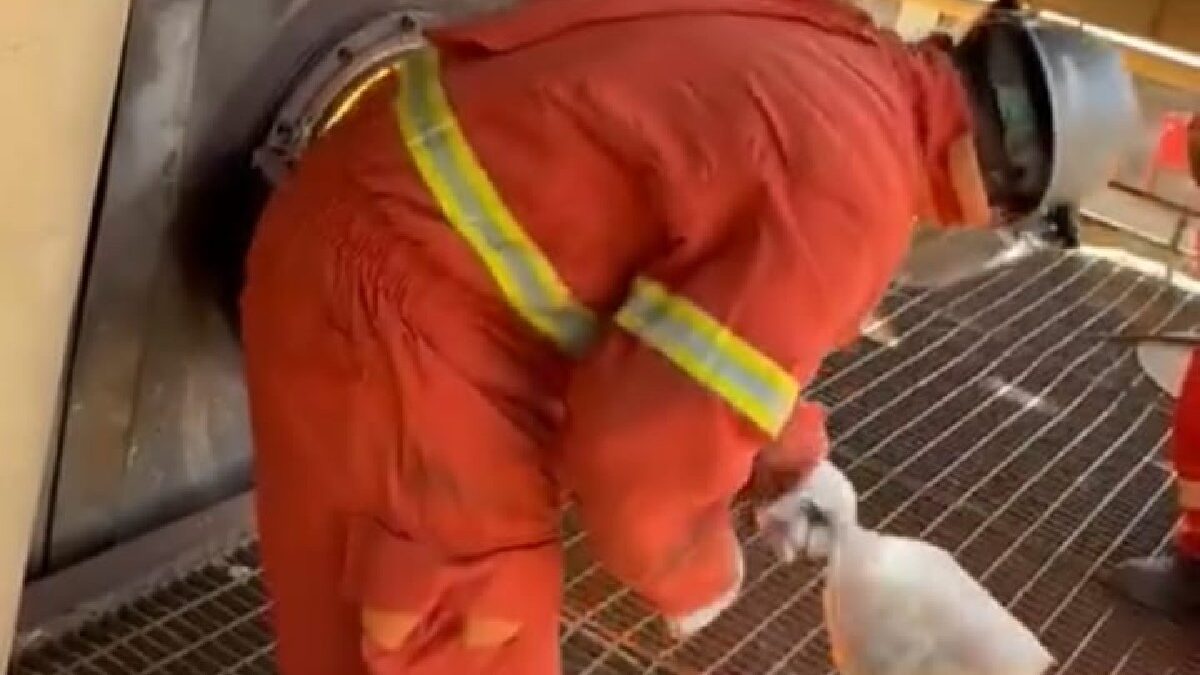 Polícia Civil incinera mais de quatro toneladas de drogas apreendidas em Goiás