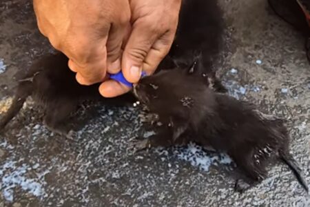 Funcionários de usina salvam quatro filhotes de raposa de incêndio na zona rural de Bom Jesus