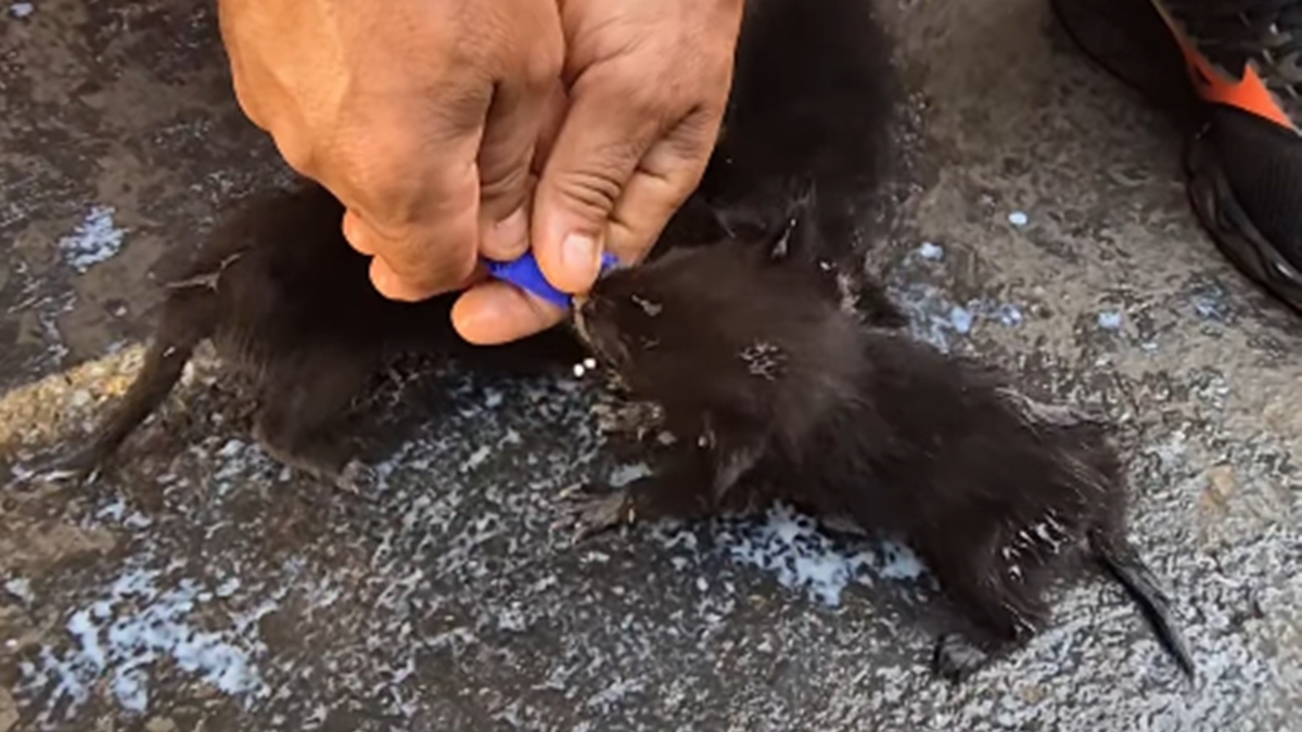 Funcionários de usina salvam quatro filhotes de raposa de incêndio na zona rural de Bom Jesus