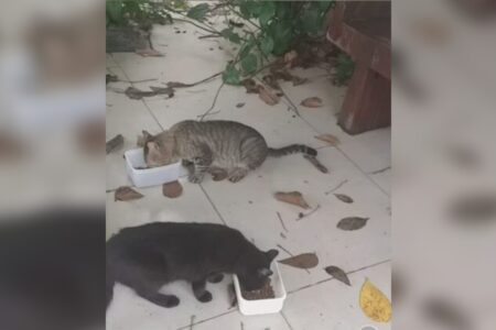 Juíza nega criação de gatos comunitários em áreas comuns de um edifício de Goiânia