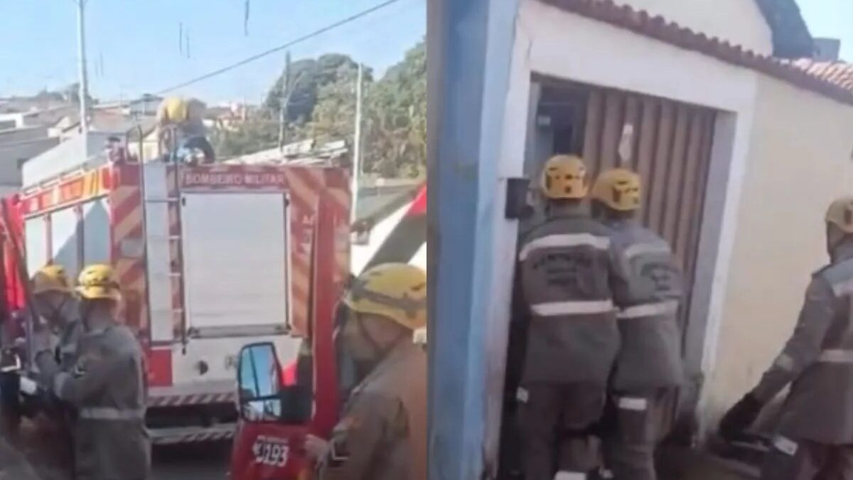 Idosa morre após ser atacada por cão da raça pit bull em Anápolis Militares tiveram dificuldades para dominar o animal