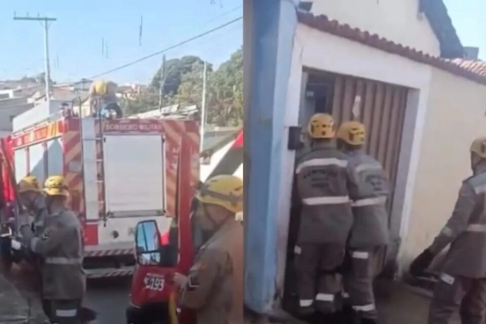 Idosa morre após ser atacada por cão da raça pit bull em Anápolis Militares tiveram dificuldades para dominar o animal