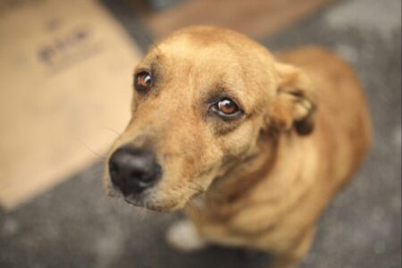 Policial é suspeito de envenenar cachorros no complexo de delegacias de Goiânia