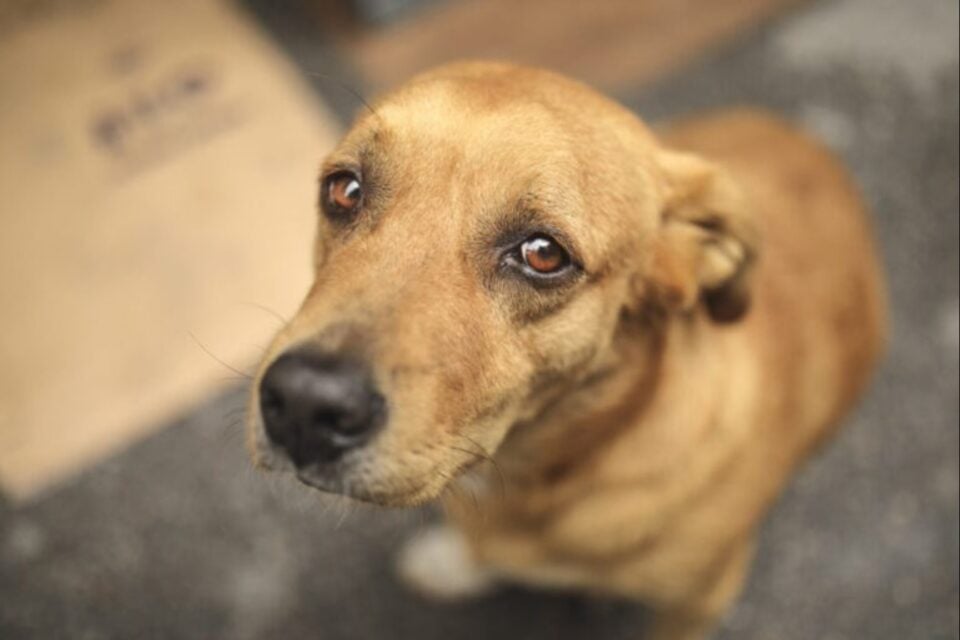 Policial é suspeito de envenenar cachorros no complexo de delegacias de Goiânia